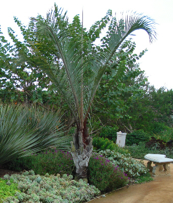Dypsis decaryi